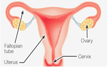 Female Reproductive System