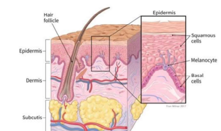 Structure of Skin